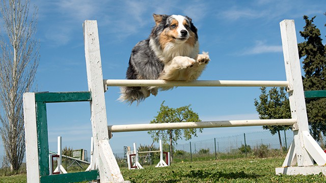 alimentazione cane sportivo