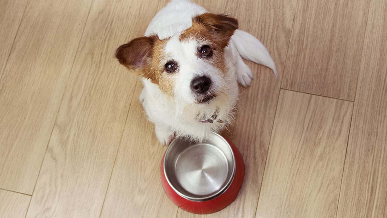 alimentazione cane