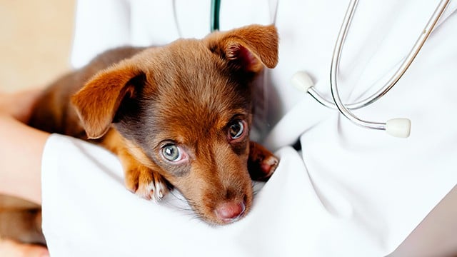 disintossicazione alimentare cane