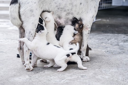 Alimentazione cane in gravidanza e allattamento