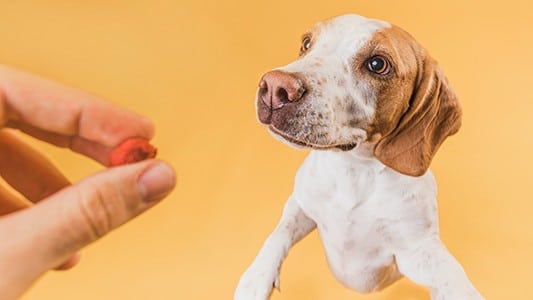 alimentazione-cucciolo-cane