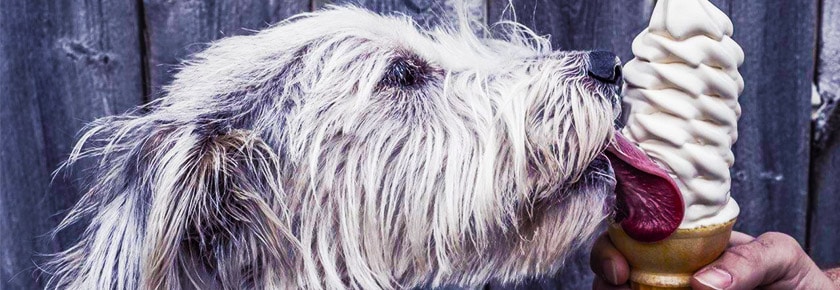 cibo fresco cani
