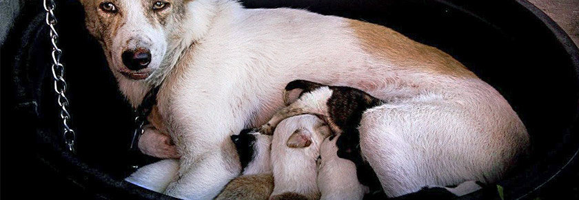 allattamento-cucciolo-cane