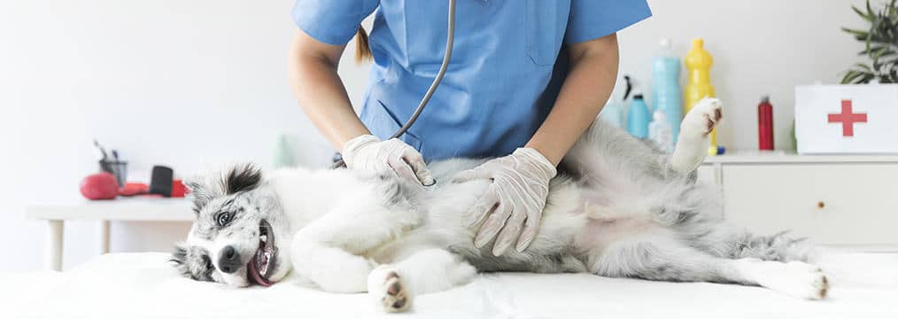 epatopatie nel cane