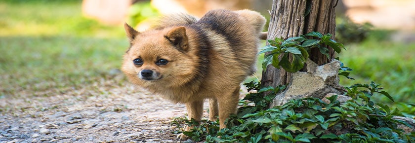 malttie-vie-urinarie-cane