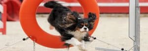 agility-dog