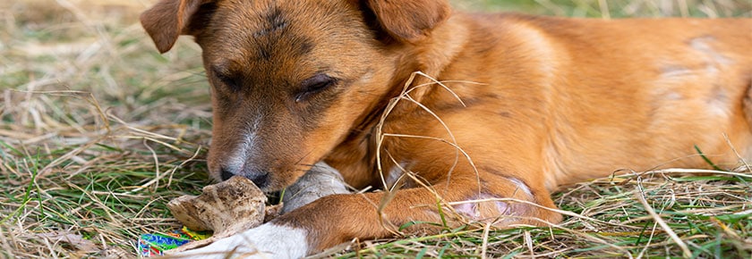 dieta-BARF-per-cani