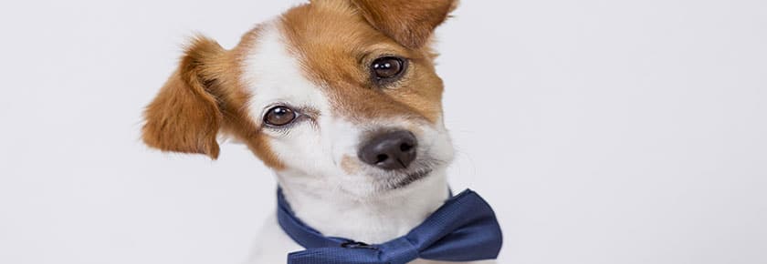 alimentazione-cane-adulto