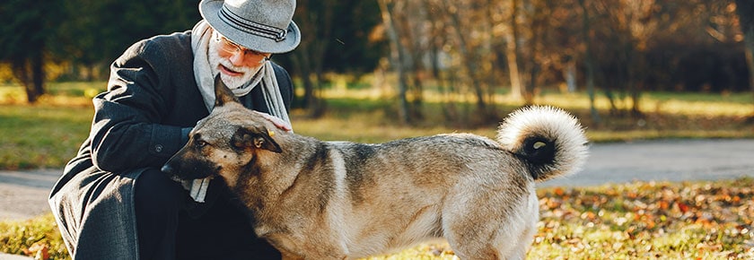 alimentazione-del-cane-anziano