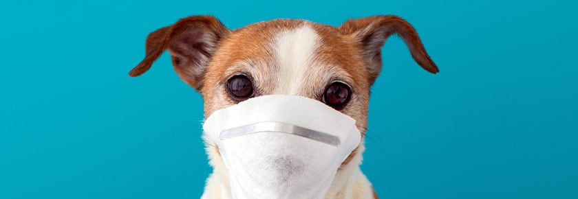allergie-intolleranze-cane