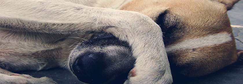 epatite-nel-cane