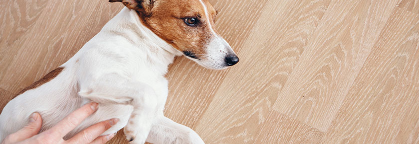 gastrite-nel-cane
