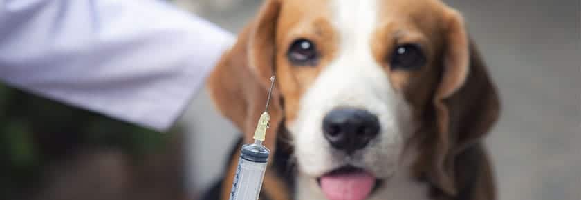tumore-nel-cane