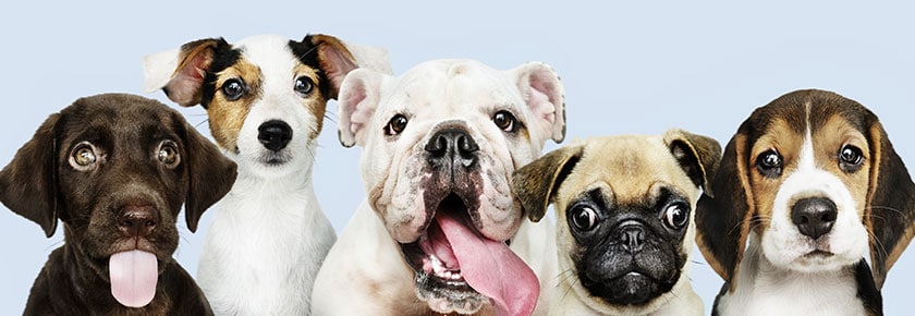 fabbisogno-calorico-del-cane
