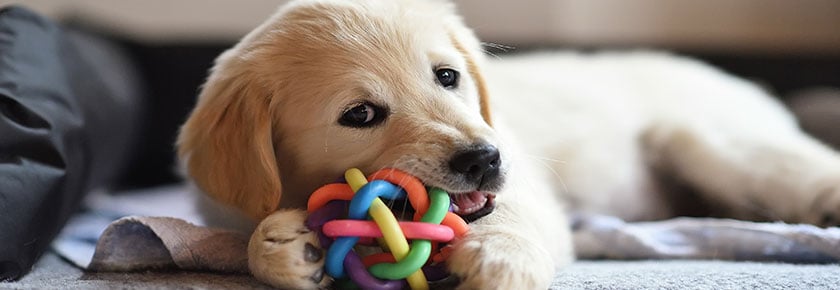 masticazione-cane