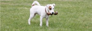 dieta-raw-per-cani