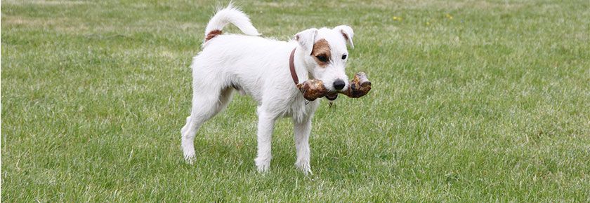 dieta-raw-per-cani