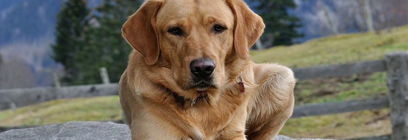 alimentazione-del-labrador