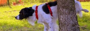 cistite-del-cane