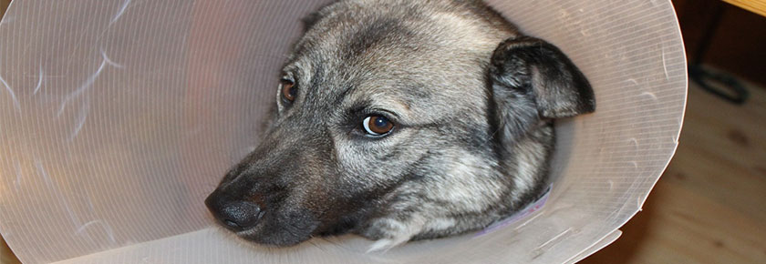 dermatite-nel-cane